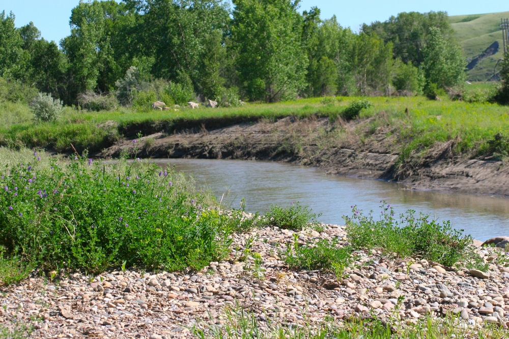 A small creek runs along a grassy shore.