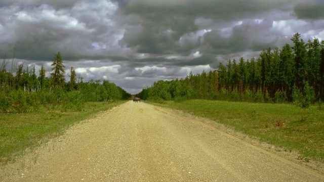 A large open trail with trees on either side. In the distance is a buffalo in the middle of the trail. Grey clouds are in the sky.
