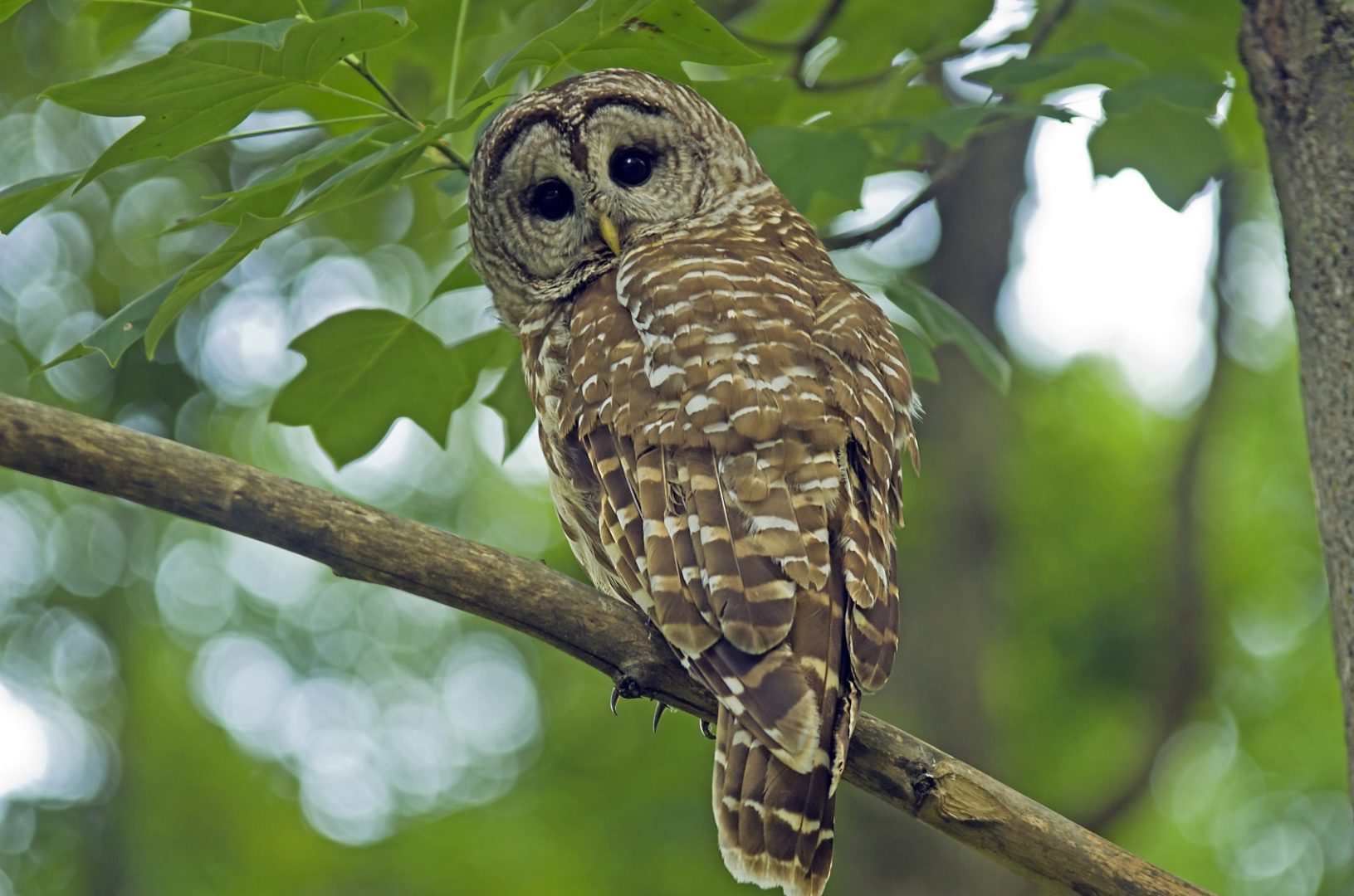 A spotted owl turns to face the camera as it sits on a treebranch