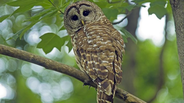 A spotted owl turns to face the camera as it sits on a treebranch