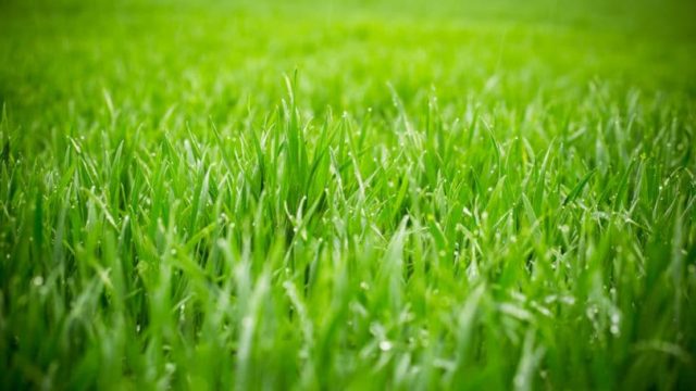 A field of green grass.