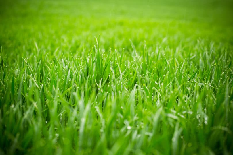 A field of green grass.