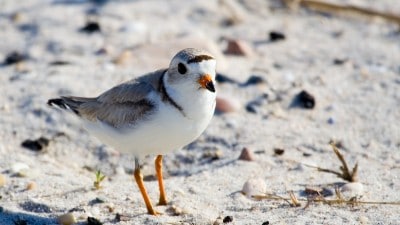 A small bird stands on rocky sand.