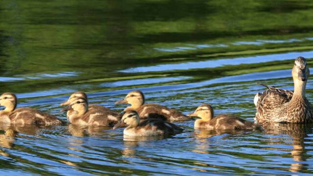 An adult duck with a group of babies swim in the water.