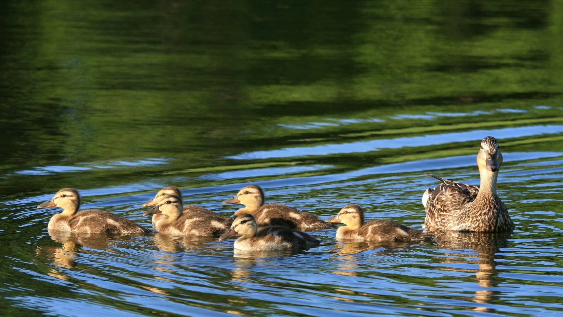 an adult duck with a group of baby ducks swim in the water of a lake.