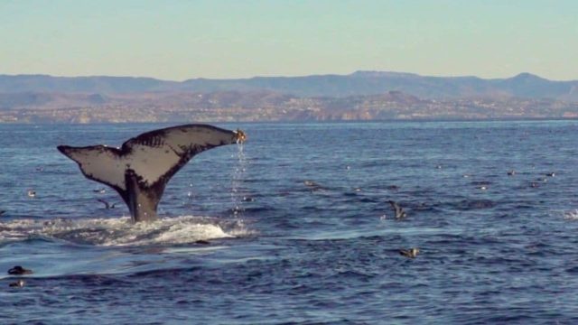 A whale's tail appears above the water with waves around it.