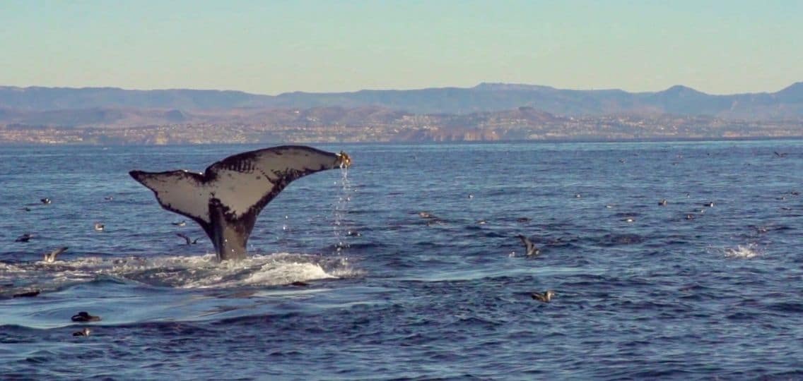 A whale's tail appears above the water with waves around it.