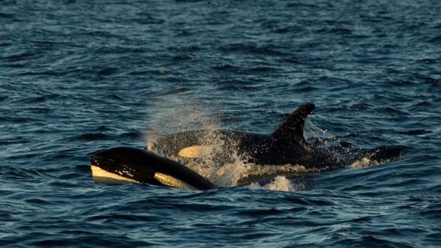 Two orcas come out of the water for air.