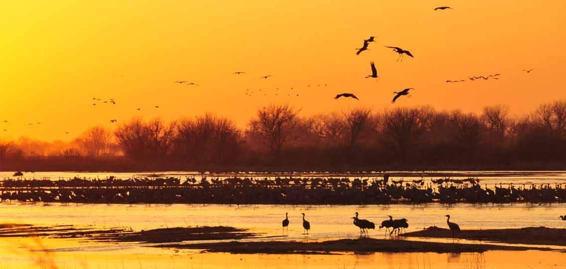 A wetland at sunset has many different birds that fly over head and stand in the shallow water.