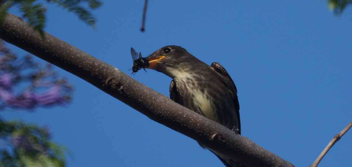 A bird has a large insect in its beak. It sits on a tree branch.