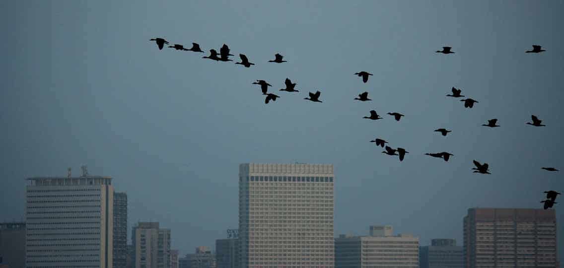 A flock of birds fly above the tops of high rise buildings.