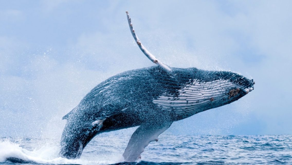 A whale jumps out of the blue water.
