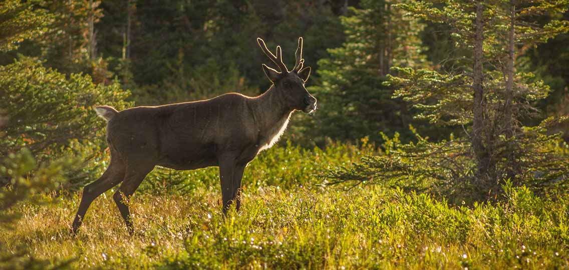 A Caribou with short antlers stands in a grassy clearing. A forest of trees is behind it.