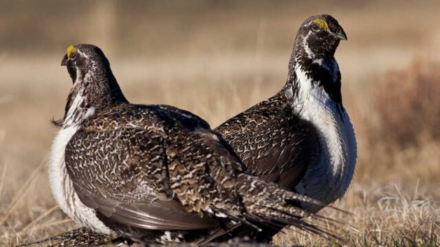 2 Grouse birds stand facing opposite directions in a wheat field.