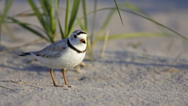A small piping plover bird stands in the sand.