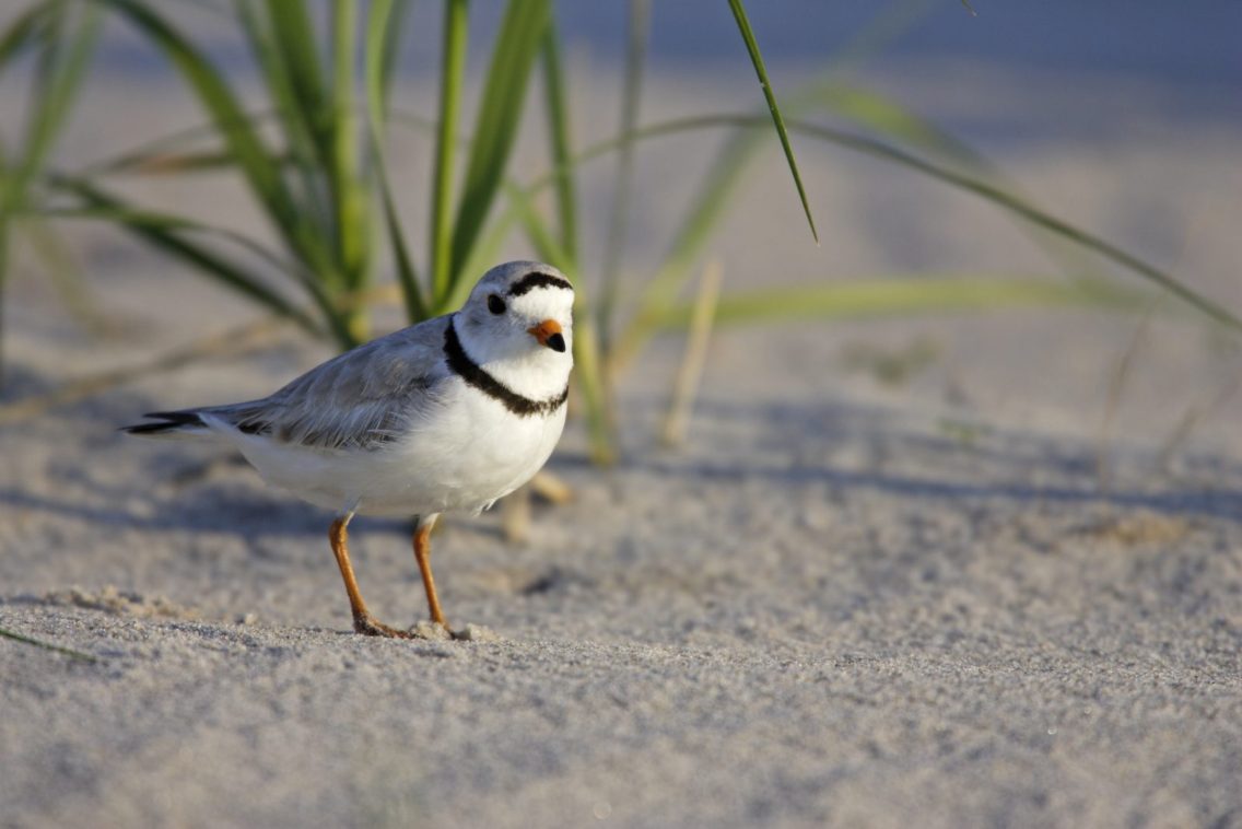 A small piping plover bird stands in the sand.