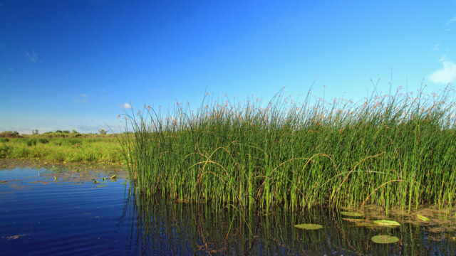 Tall grasses on a wetland stand near still water.