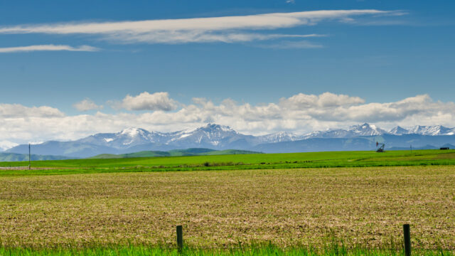 A large, flat field with yellow and green grasses. Snow capped mountains are in the distance.