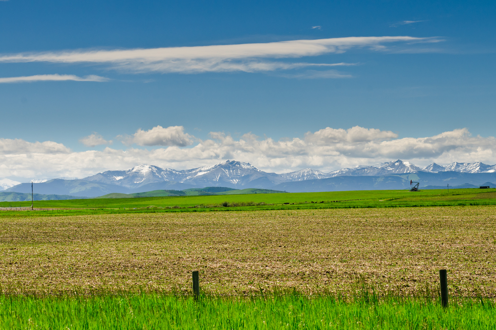 A large, flat field with yellow and green grasses. Snow capped mountains are in the distance.