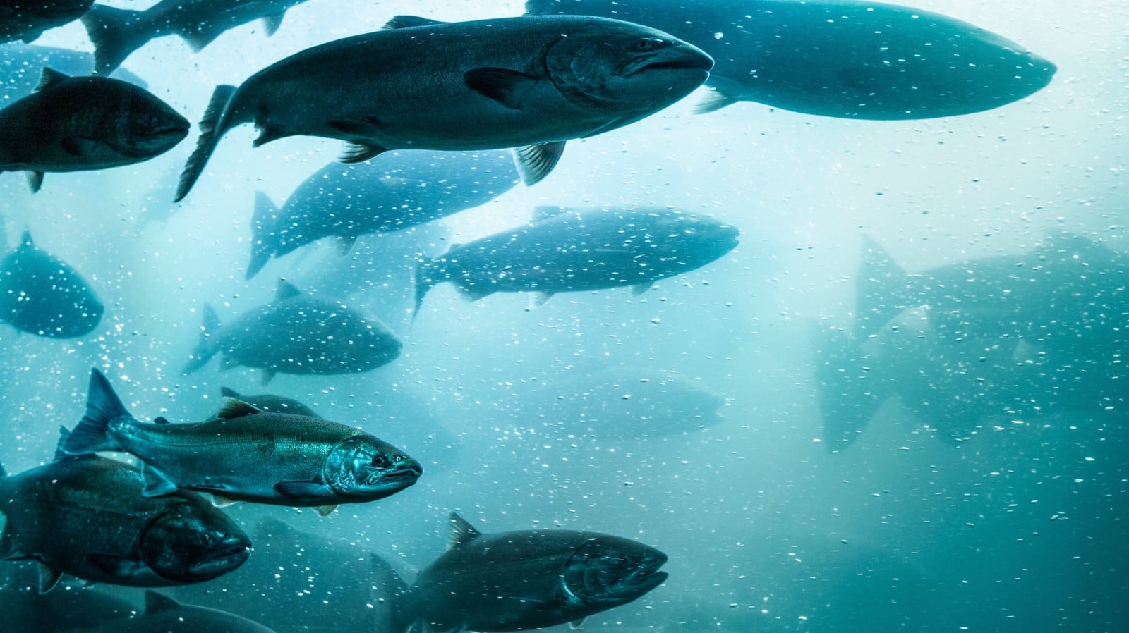 An underwater view of a school of salmon swimming in blue water.