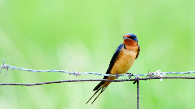 A barn swallow sits on a wire fence.