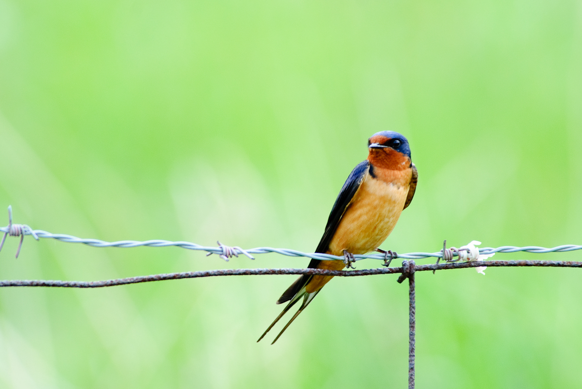 Barn swallows, a threatened species in Ontario. Photo: Johnathan Nightingale via Flickr