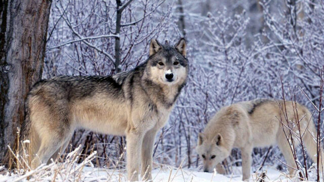 Wolves in Ontario nature reserve. Photo: Douglas Sprott via Flickr