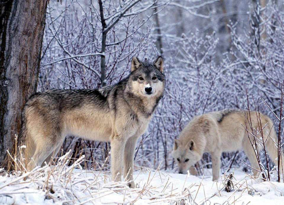 Wolves in Ontario nature reserve. Photo: Douglas Sprott via Flickr