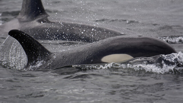 2 orcas come up from the water for air.