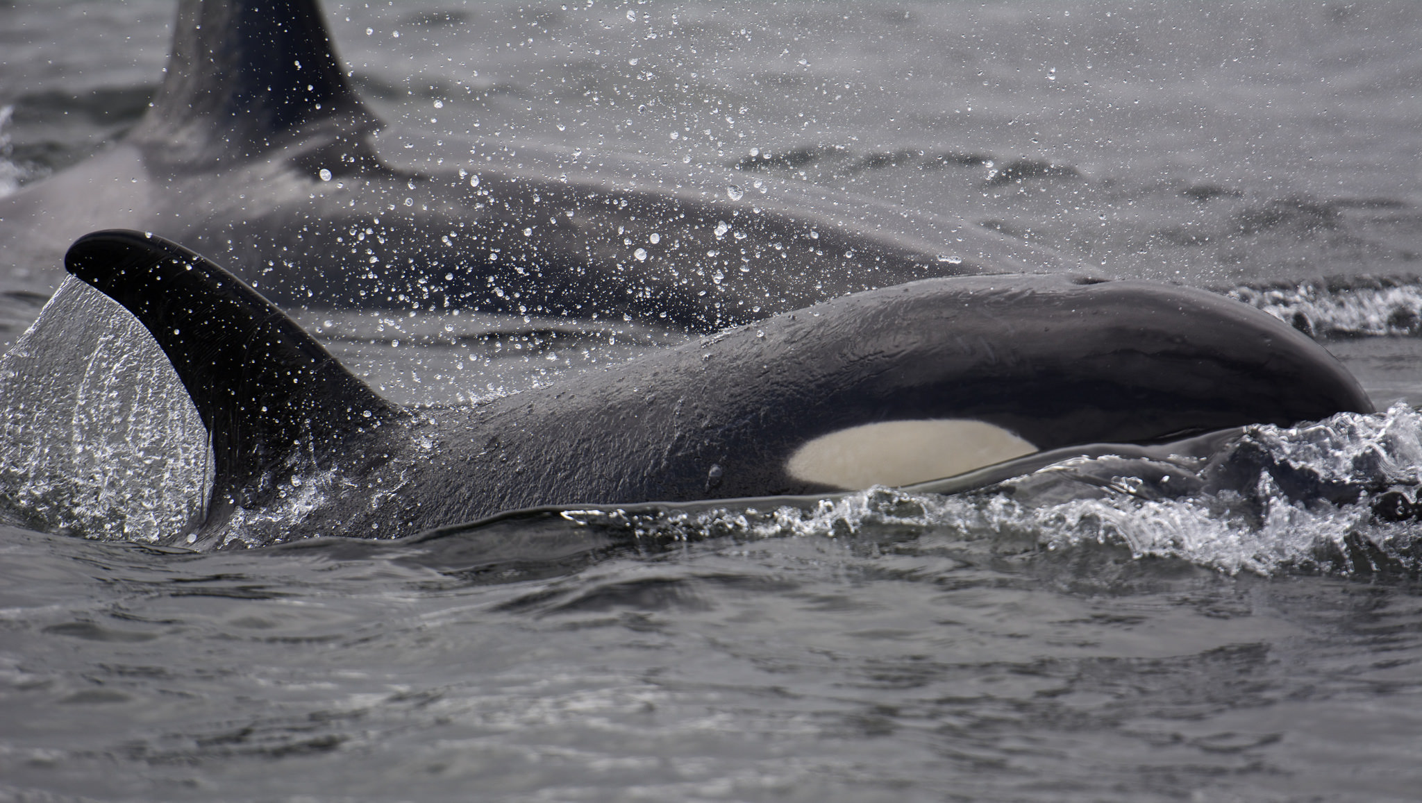 Young orca (c) Robb Lansdowne