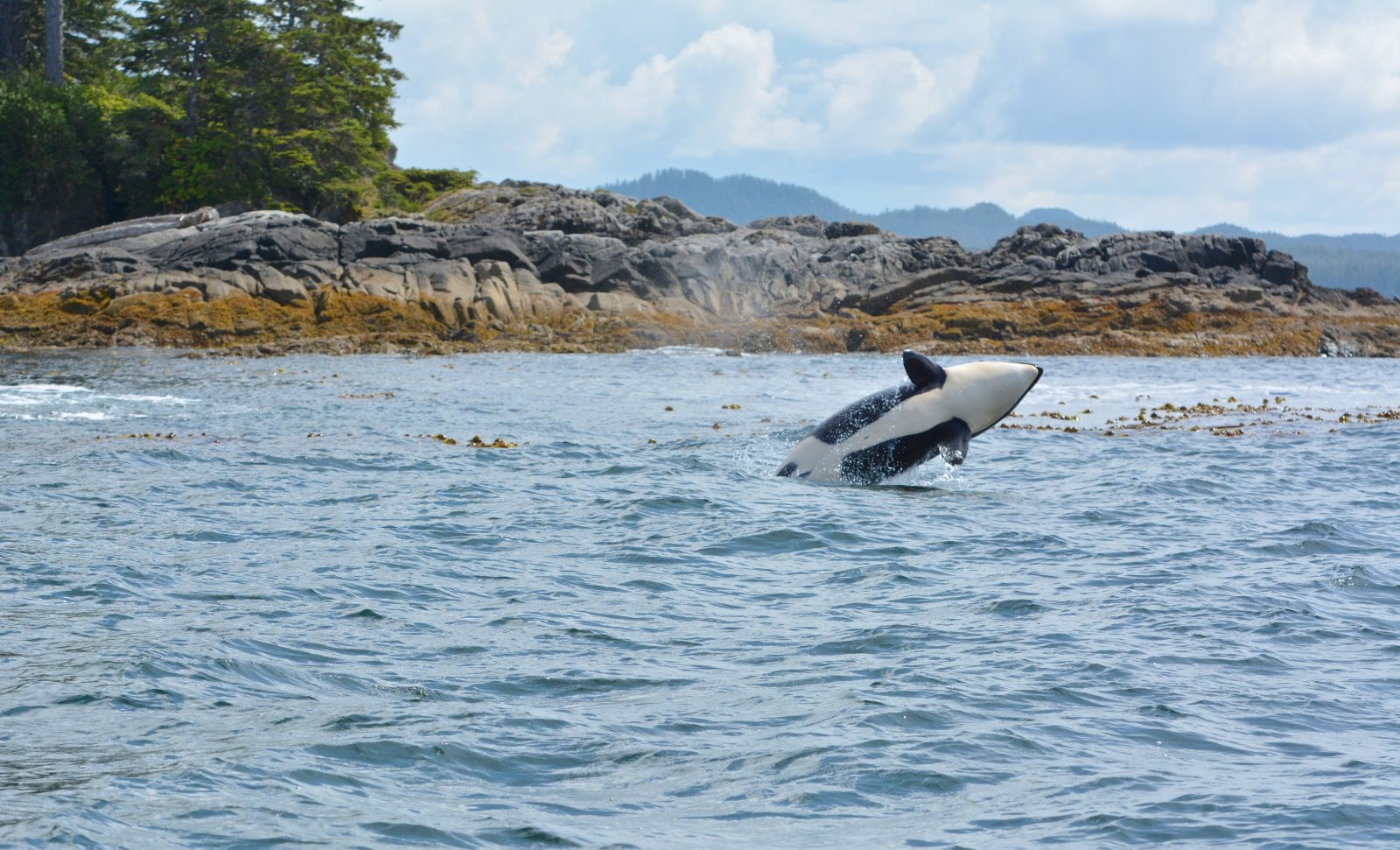 An orca jumps out of the water. A rocky shore appears in the distance.