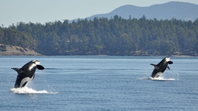 Two orcas jump out of the water at the same time.