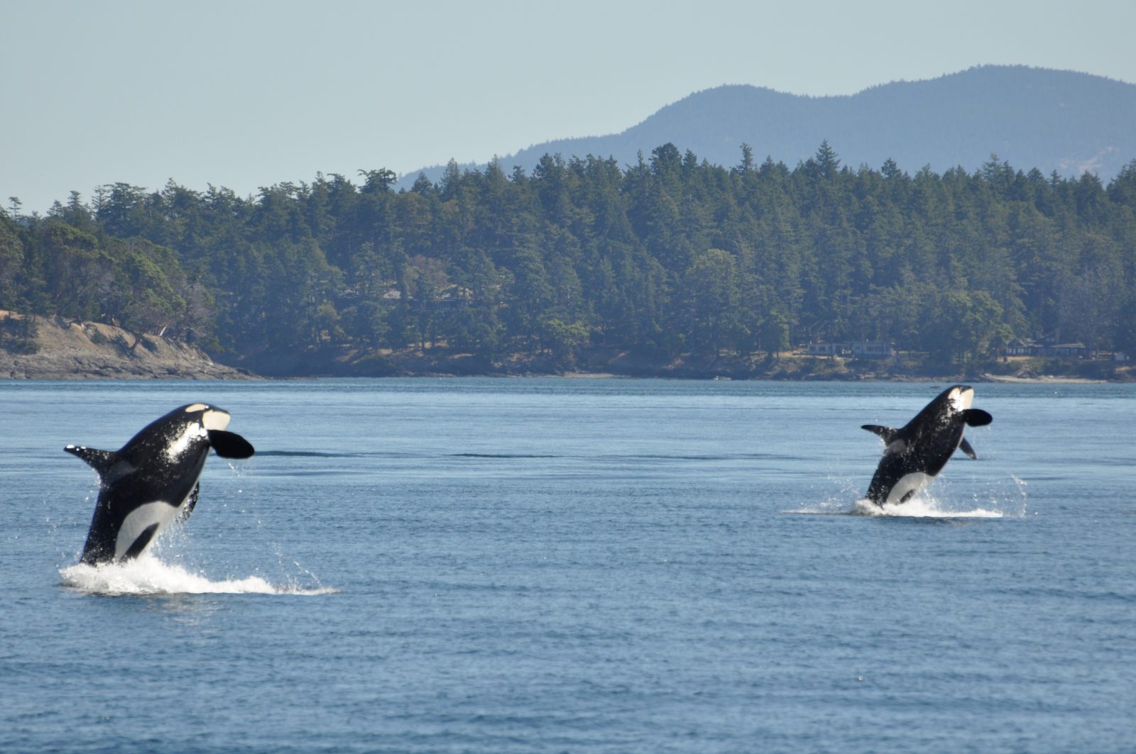 Two orcas jump out of the water at the same time.