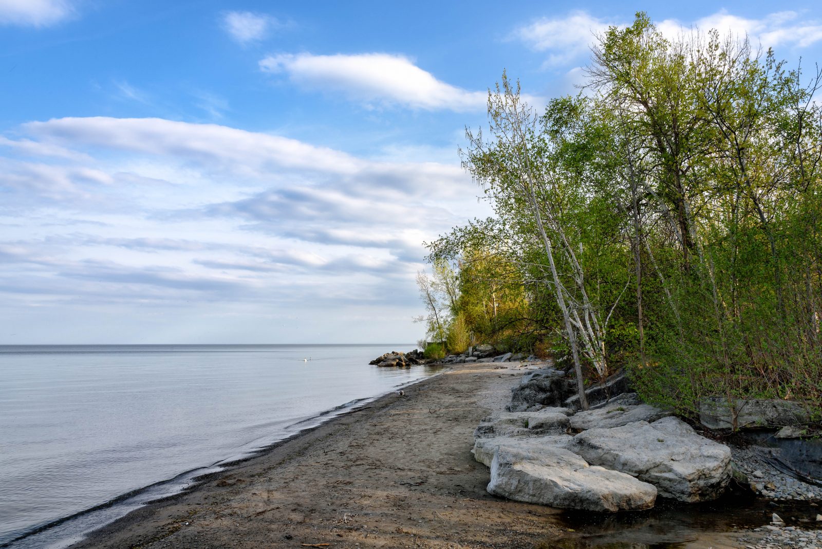 A sandy shore with rocks and trees. The water along the shore is still.