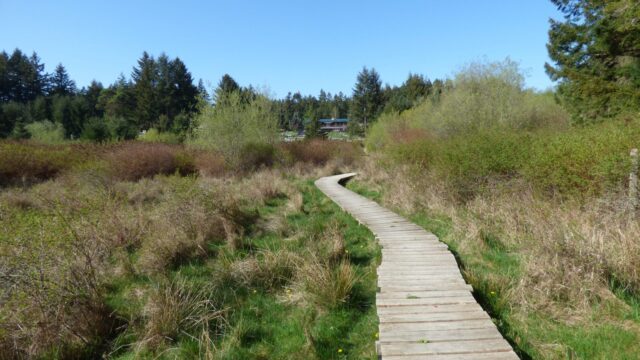 A wooden boardwalk through grassy land with tall bushes.