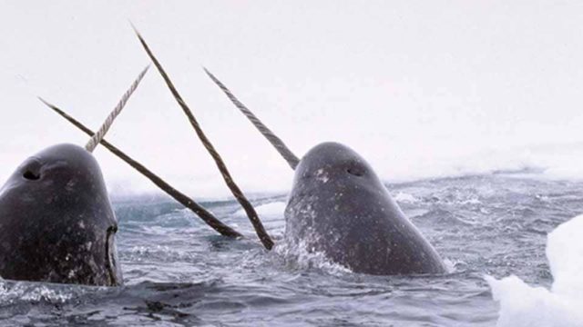 2 Narwhals come out of the water, their horns are raised. 2 more narwhal horns appear from below the water.