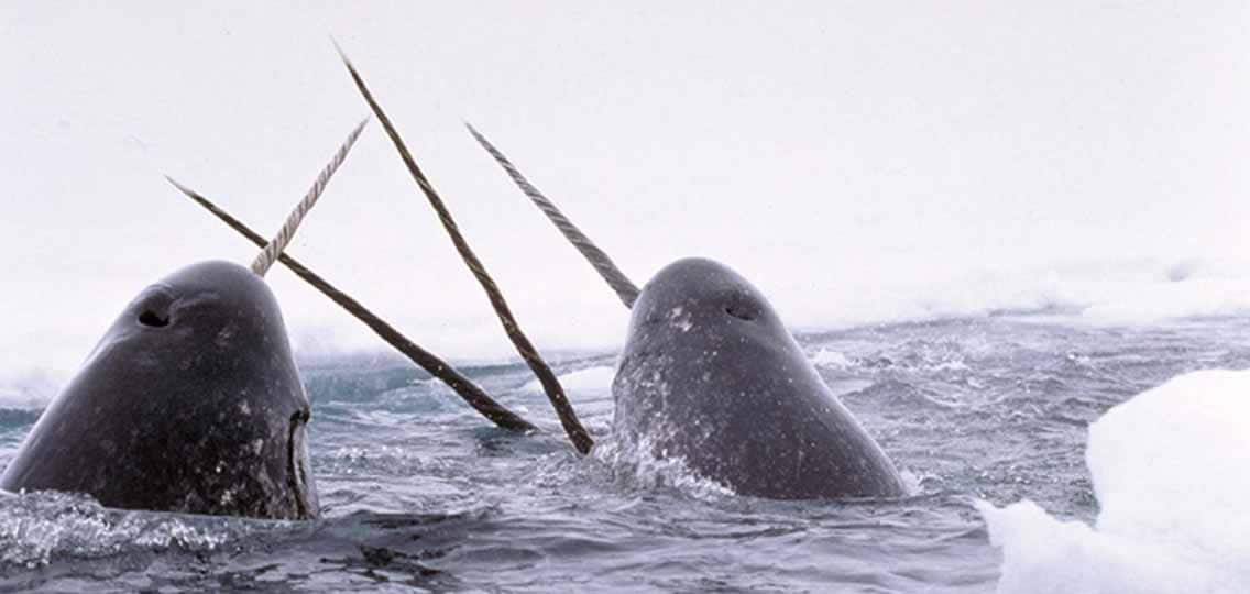 2 Narwhals come out of the water, their horns are raised. 2 more narwhal horns appear from below the water.