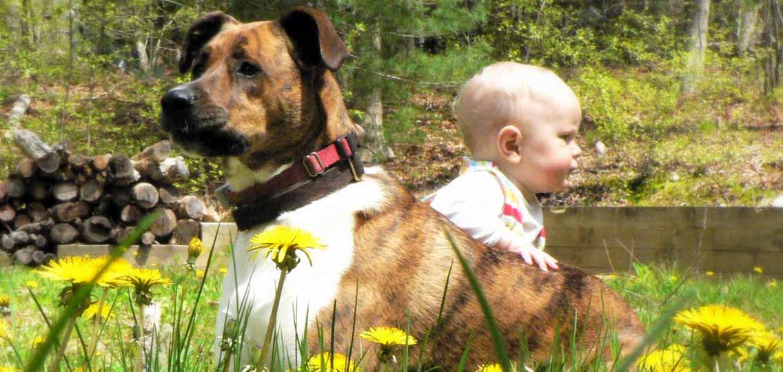 A dog and infant sit next to each other on a green lawn with dandelions