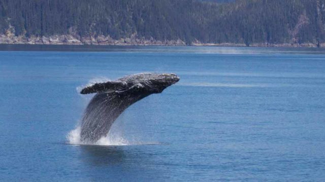 Humpback whale breaches the water.