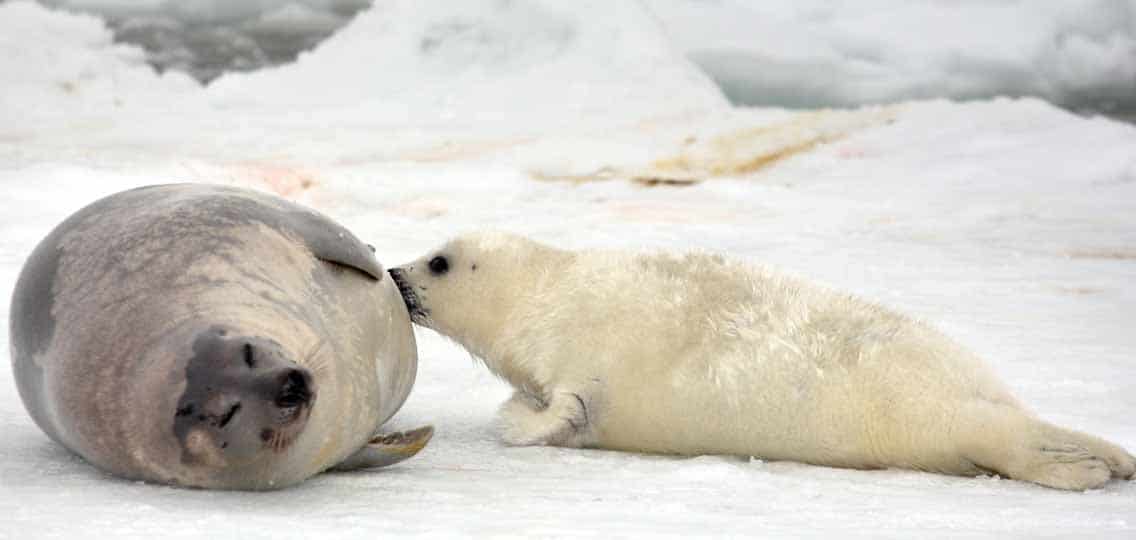 Seals in Arctic