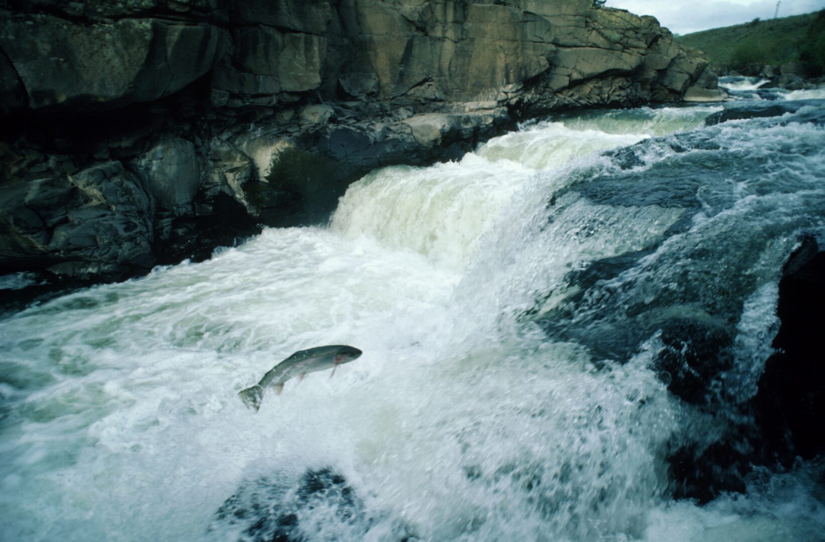 Salmon jump out of the water and make their way up a water fall.