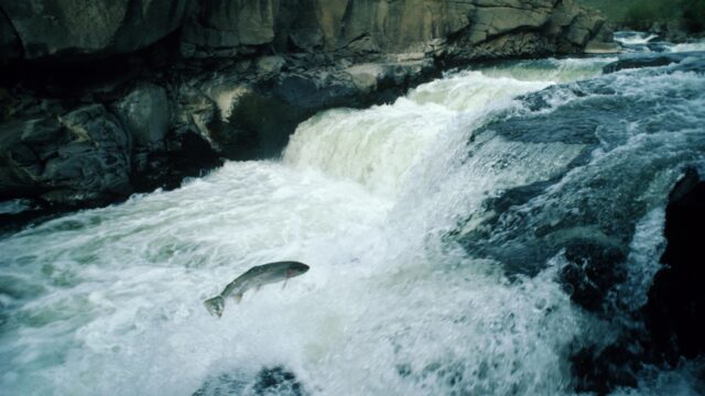 Salmon jump out of the water and make their way up a water fall.