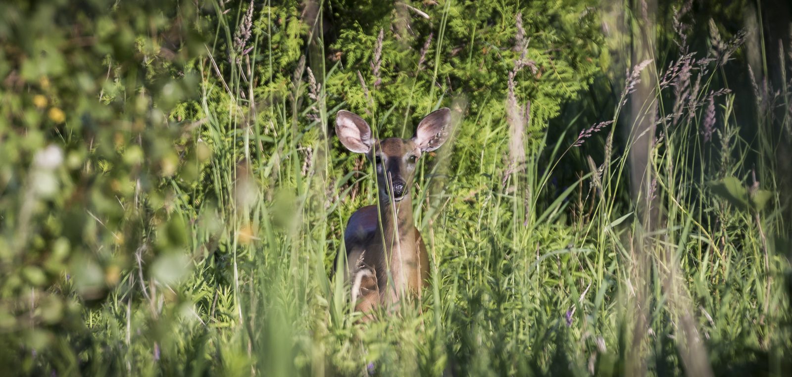 A deer stands hiding in tall green grass. It looks directly at the camera.