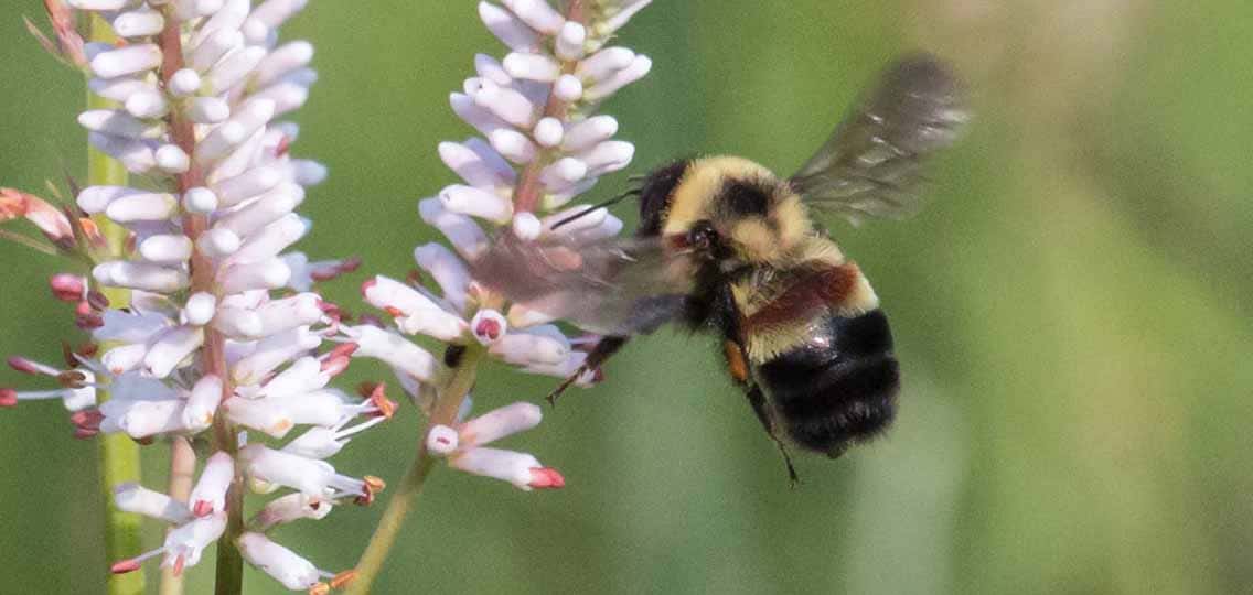 A bumblebee flies up to a small flower.