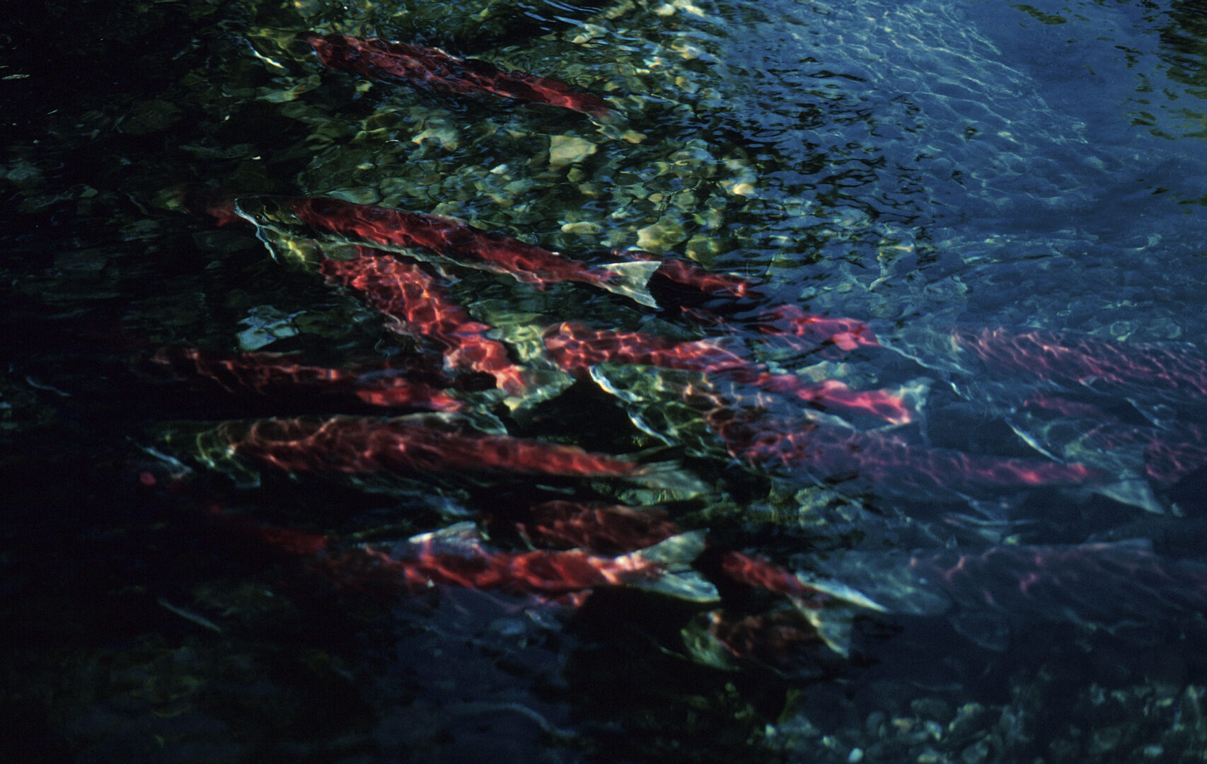 A school of wild salmon swim beneath dark water.