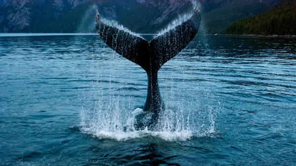 A whale's tail creates a splash as it comes out of the water.