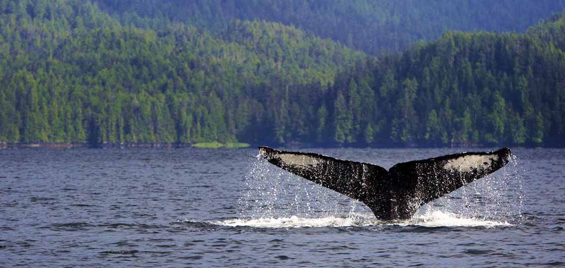 A humpback whale tale dives back into the water.