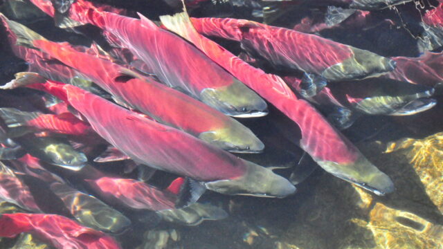 A school of bright pink salmon collect together in the water.