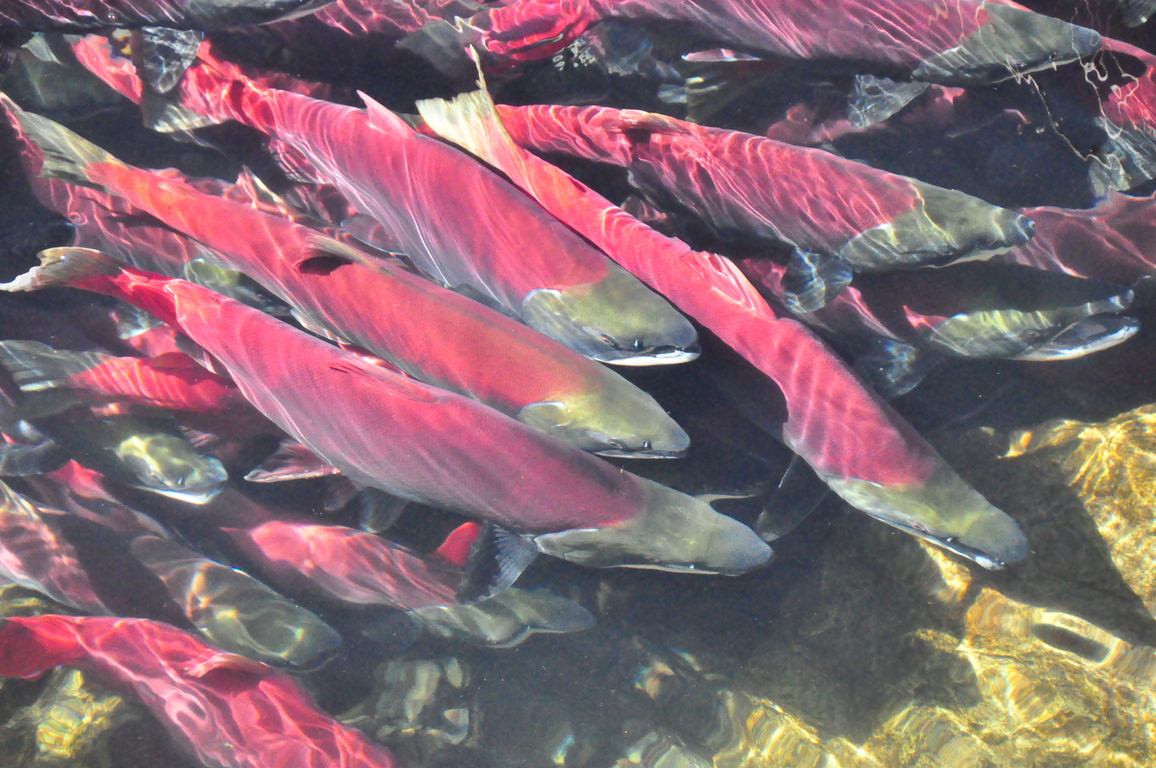 A school of bright pink salmon collect together in the water.