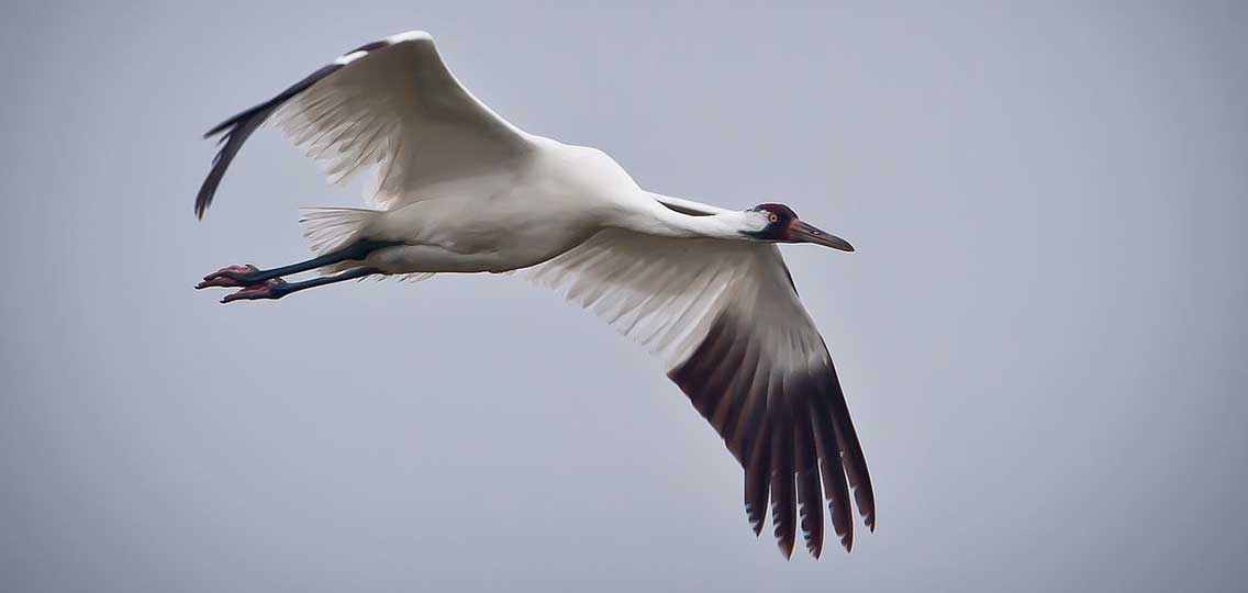 Migratory birds, like the Whooping crane migrate twice each year on a path over Alberta’s tar sands on their way to the Peace-Athabasca Delta